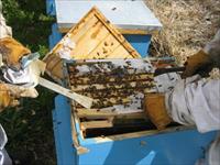 سرمایه لازم برای زنبورداری