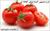 طرح توجیهی گلخانه گوجه فرنگی - طرح توجیهی گوجه فرنگی گلخانه ای به همراه فایل اصلی طرح ویرایش زمستان