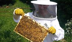 توجیهی پرورش و نگهداری زنبور عسل