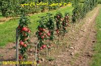 طرح توجیهی احداث باغ سیب 20 هکتار - طرح توجیهی احداث باغ سیب doc + pdf جدید ویرایش سال 95