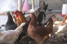 طرح توجیهی پرورش مرغ بومی تخمگذار - طرح پرورش مرغ محلی با حداقل سرمایه