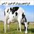 طرح توجیهی گاو شیری ۲۰ راسی سال 98 | هزینه روزانه یک گاو شیری