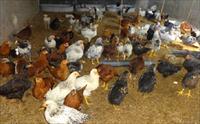 طرح توجیهی پرورش مرغ بومی تخمگذار - طرح پرورش مرغ محلی با حداقل سرمایه