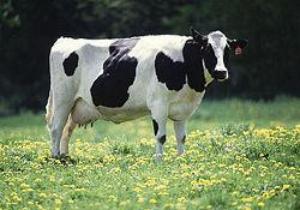 دانلود رایگان طرح توجیهی گاو شیری 20 راسی