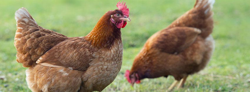 طرح توجیهی پرورش مرغ بومی تخمگذار
